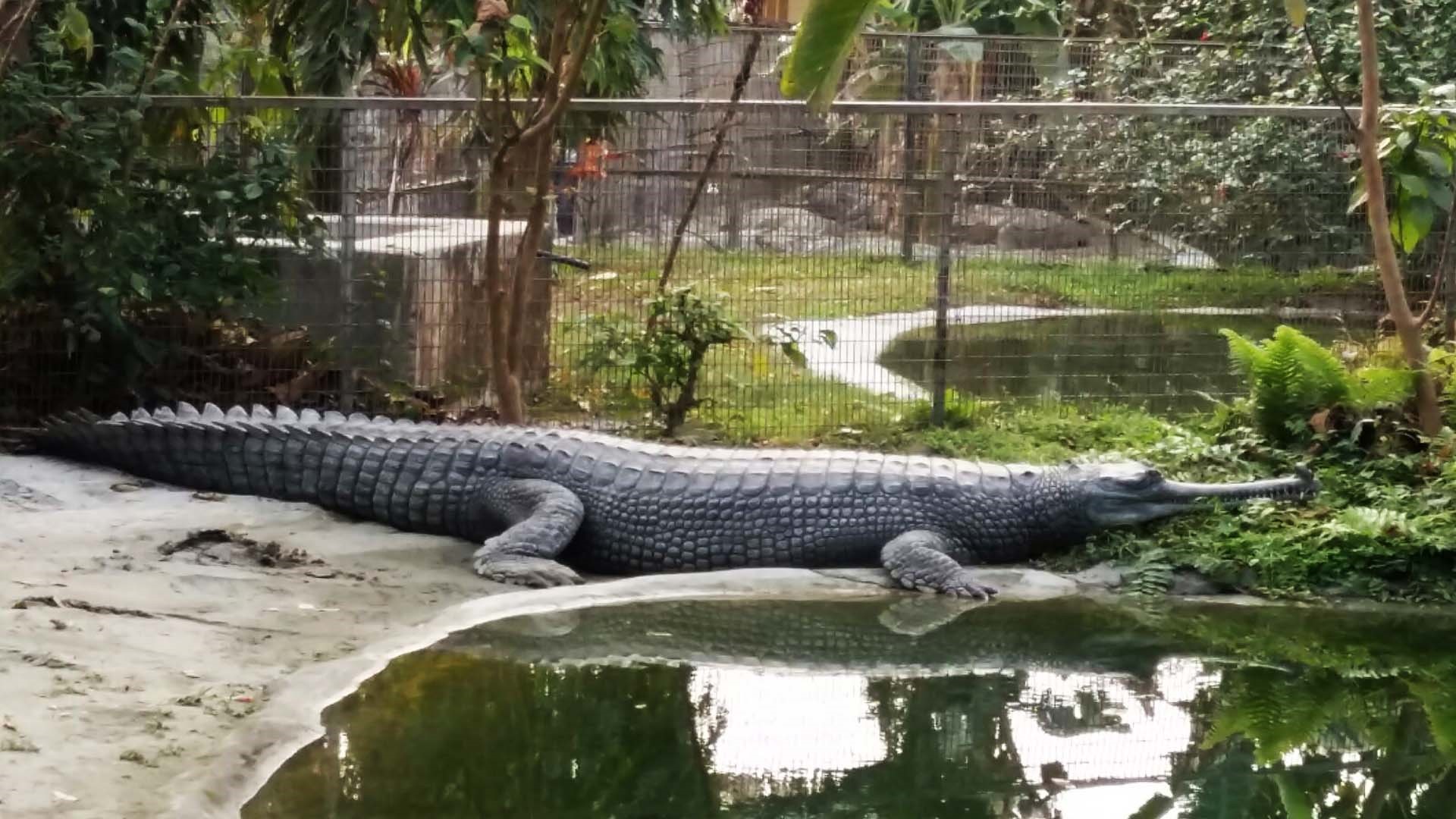 Crocodile Breeding Centre - Phuentsholing